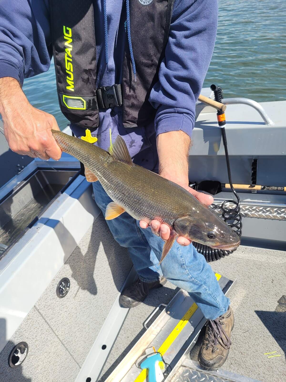 The top angler in the 2025 Northern Pikeminnow Sport Reward Program was paid $159,310 for their catch in the season that starts in the spring and goes through September.